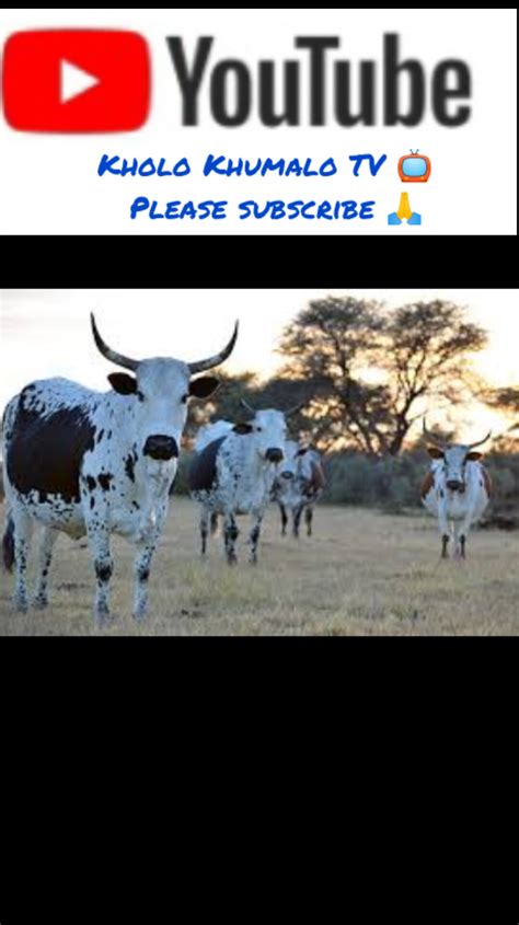 mqwambi clan praises|Indabuko Yakho » Qwambi.